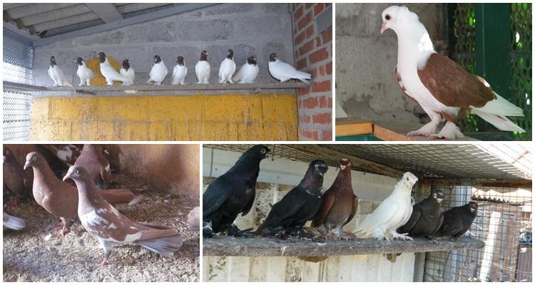 • большая амплитуда кувырков.