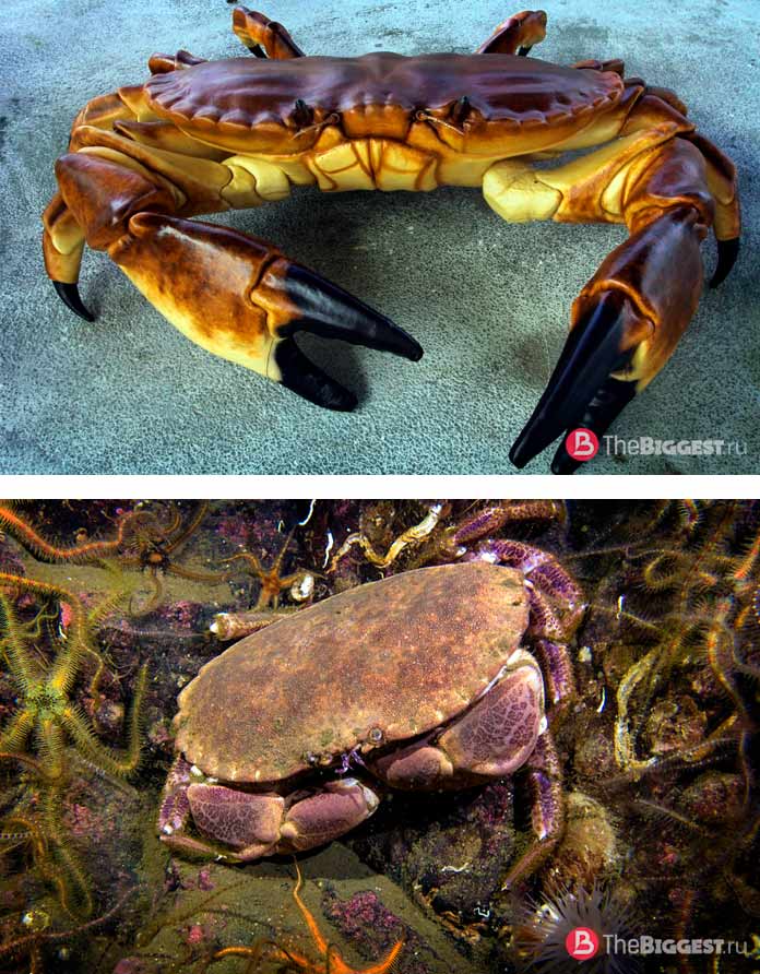 Большой сухопутный краб
