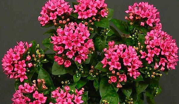 Бувардия Роял роза фото