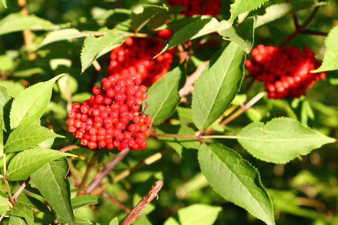 Бузина красная