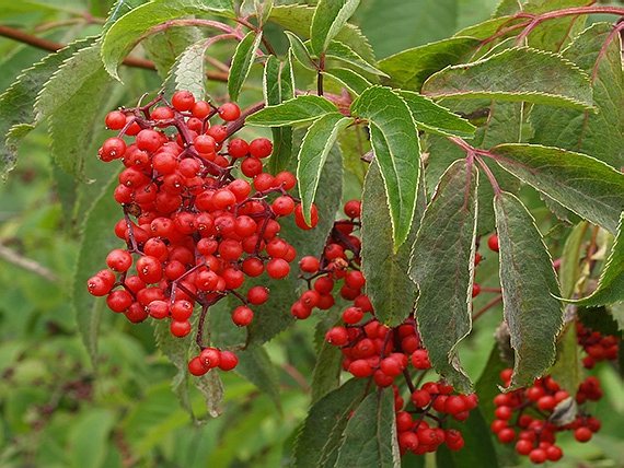 Бузина красная