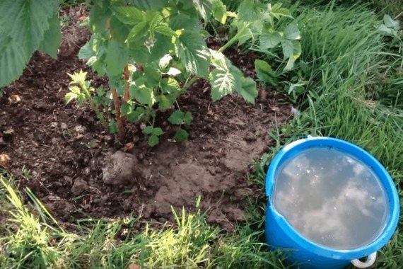 Цель осенней подкормки