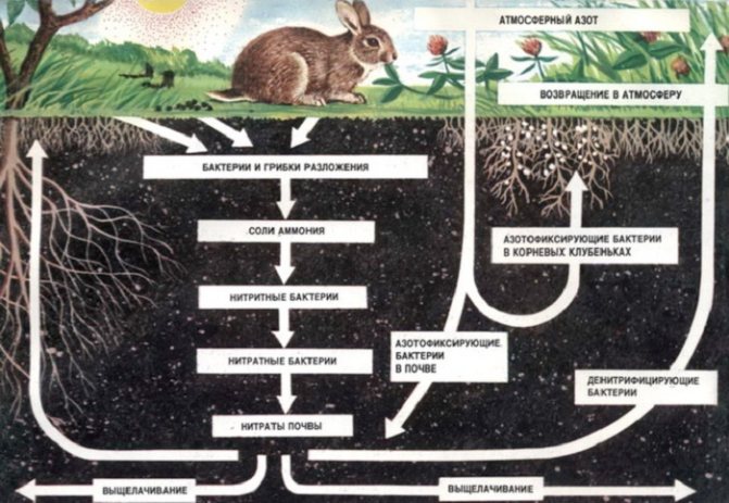 Чем больше органики в почве, тем больше и разнообразней должна быть почвенная микрофлора. Навоз или перегной «едят» не растения, а бактерии и грибки. Растения усваивают азотные продукты, полученные в результате микробиологических процессов.