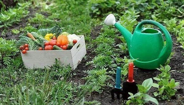 чем полезен севооборот