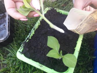 Черенкование петунии осенью