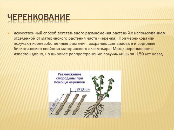 Черенкование