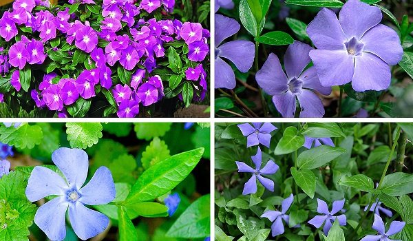 цвет барвинок фото