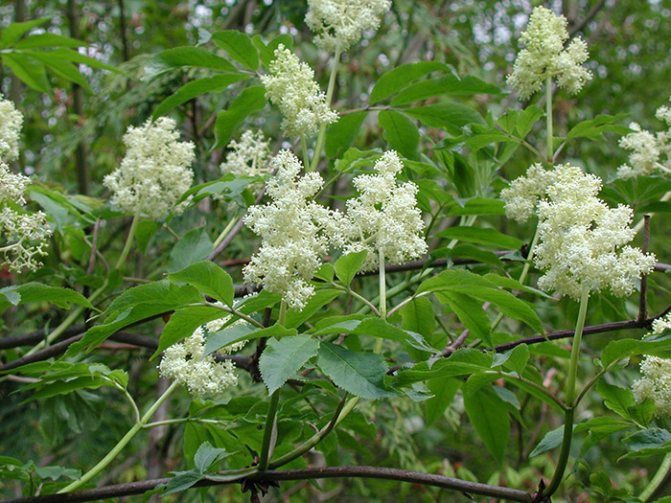 Цветки бузины красной