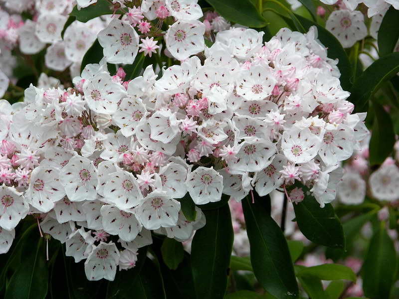 Цветы кальмия Растение кальмия Кустарник кальмия фото