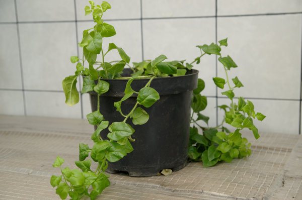 Длинный стебель даёт 4-6 саженцев