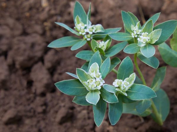 Для черенкования подойдут здоровые побеги