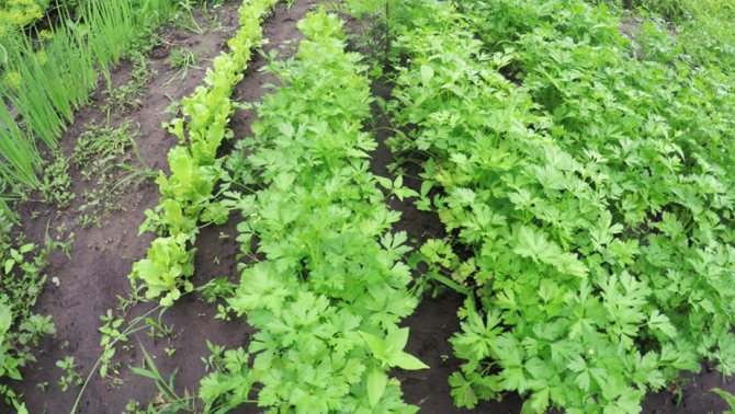 Для получения реально высокого урожая петрушке нужен хорошо удобренный грунт