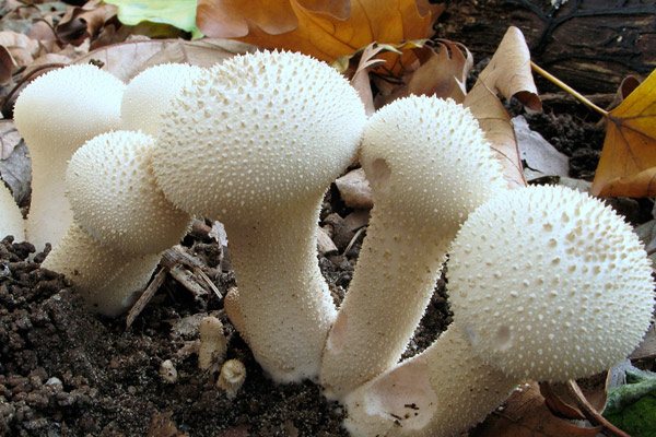 Дождевик съедобный