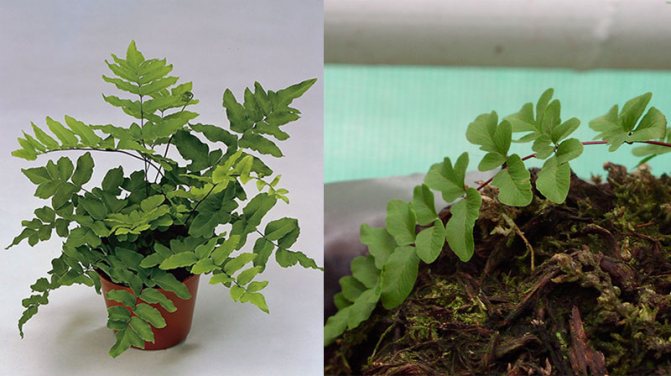 еллея зеленая (Pellaea viridis)