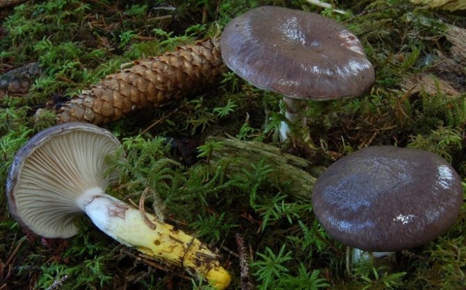 Еловая мокруха