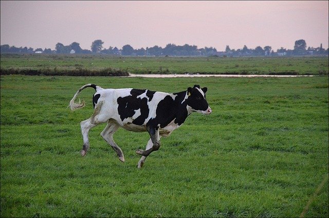 естественное спаривание в скотоводстве