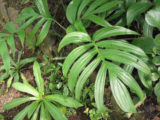 Филодендрон изящный