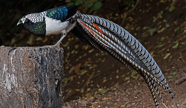 Фото: Алмазный фазан