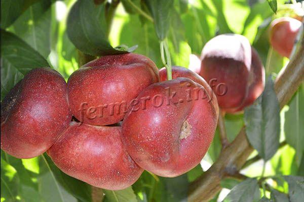 Фото нектарина «Донат»