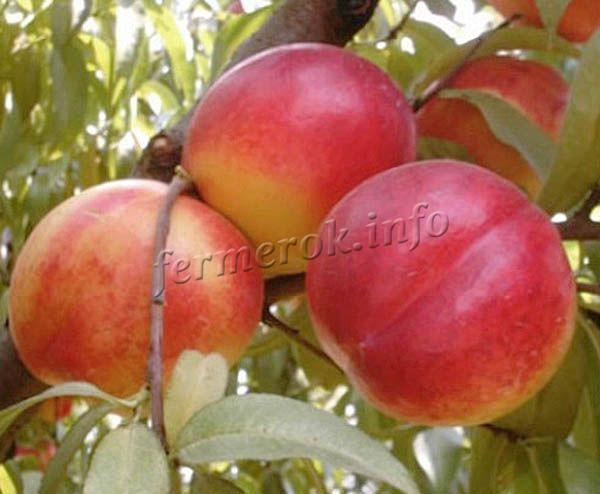 Фото нектарина «Фантазия»