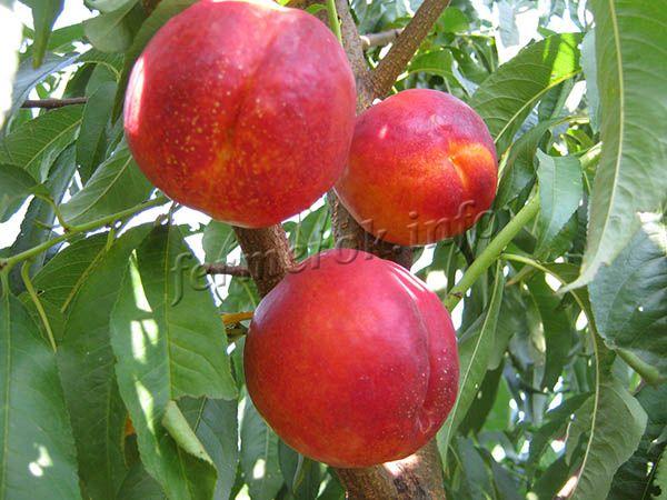 Фото нектарина «Кримсон голд»