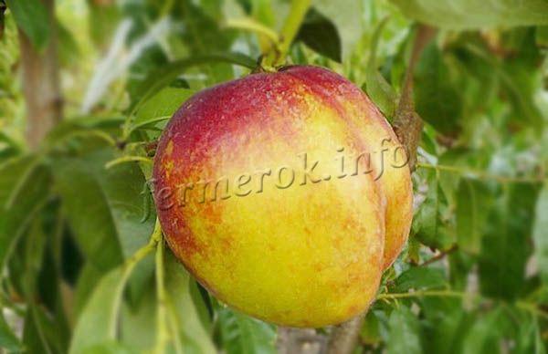 Фото нектарина «Лола»