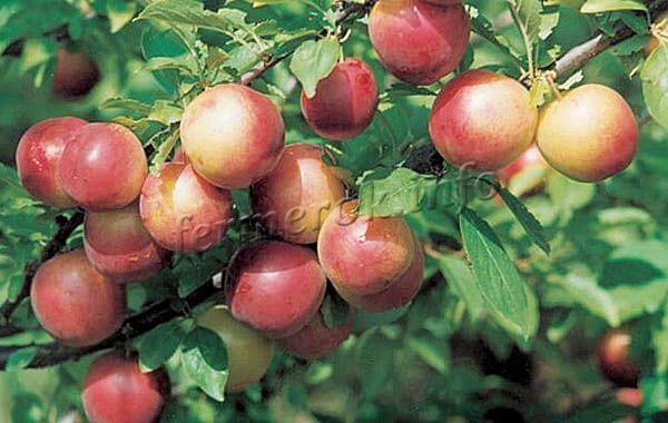 Фото нектарина «Любимец»