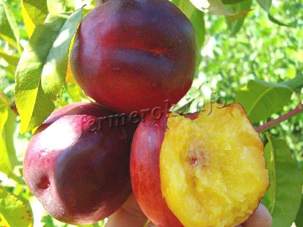 Фото нектарина «Нектаред 4»