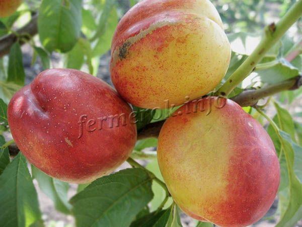 Фото нектарина «Рубиновый 7»