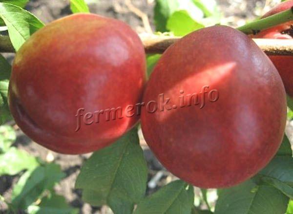 Фото нектарина «Старк Сангло»