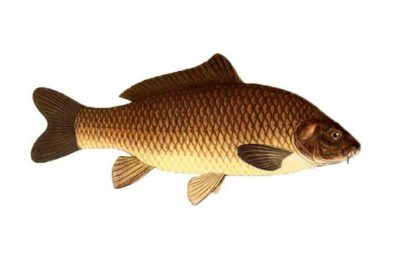 Фото рыбы сазан