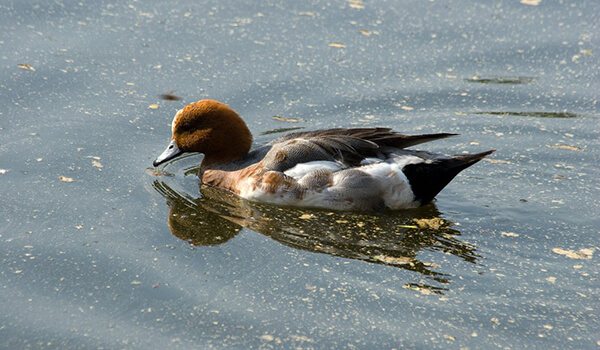 Фото: Утка свиязь