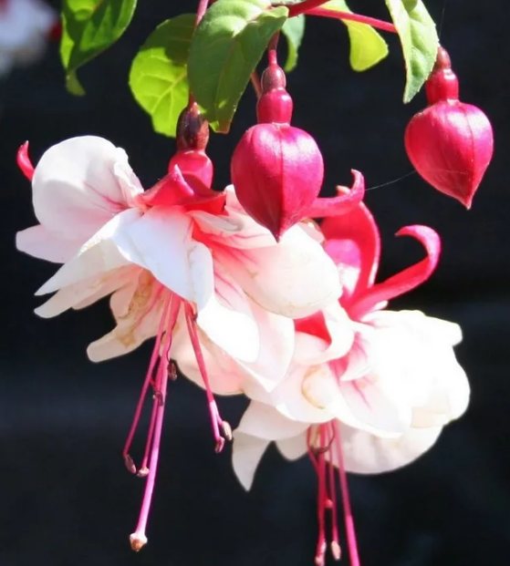 фуксия белая плоды