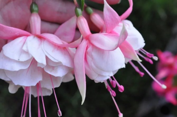 фуксия белое