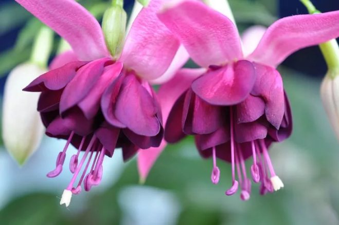 фуксия малиновая