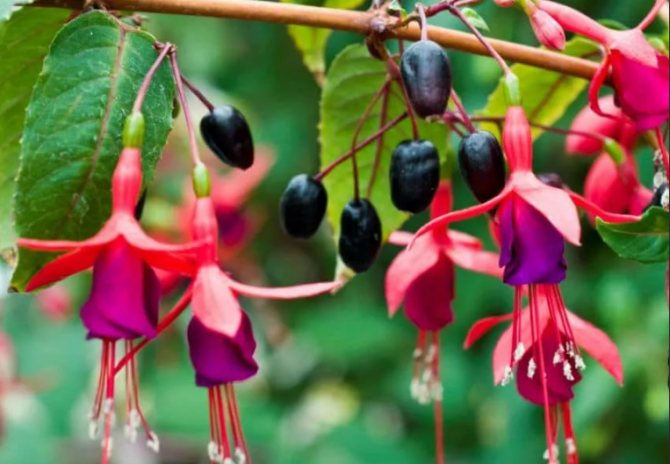 фуксия плоды