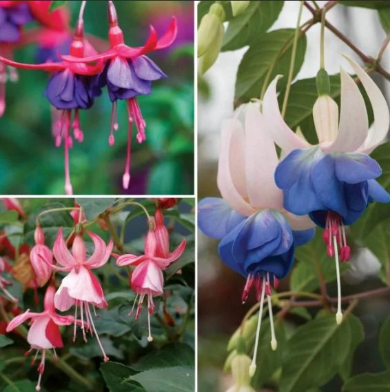 фуксия разные сорта