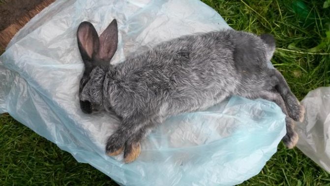 гемморагическая болезнь кролика