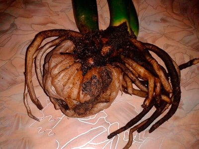 гниют-корни-замиокулькаса-фото