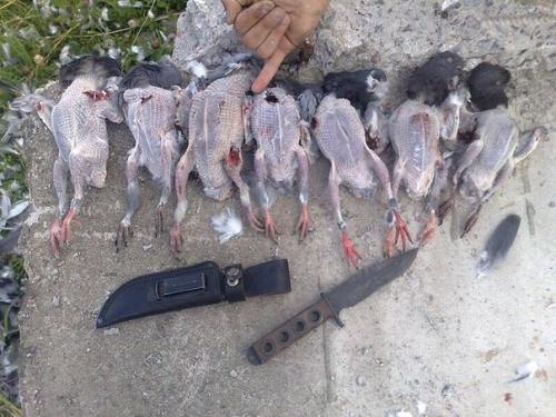 Голубь (голубиное мясо).