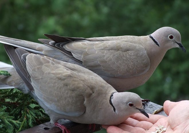 Горлица - красивая и изящная птица