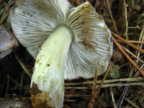 Гриб с серой шляпкой и белой толстой ножкой. Съедобные пластинчатые грибы 05