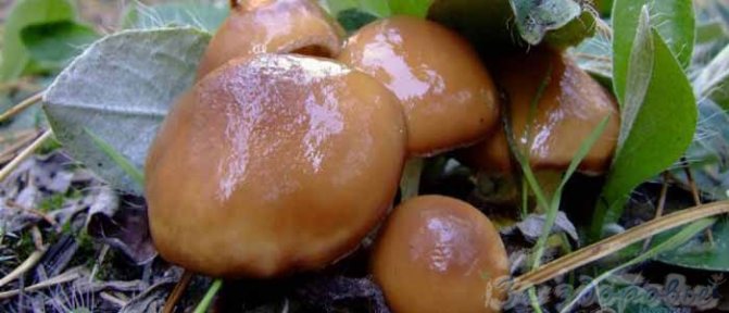 Грибы маслята: вред и польза для организма