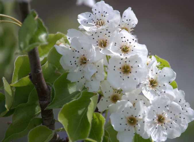 Груша «Духмяная» относится к числу урожайных, но обладает относительно средним уровнем зимостойкости