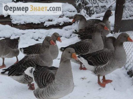 Гуси на придворье