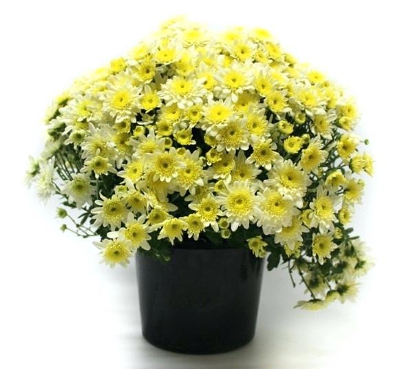 хризантема комнатная уход в домашних условиях фото