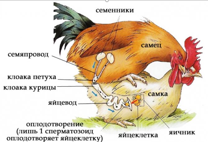 ИБК передается половым путем