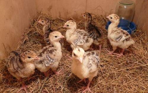 Индюшата в коробке с сухой подстилкой