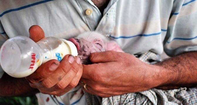 искусственный корм поросенка