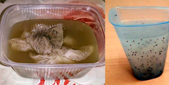 Как быстро прорастить семена моркови